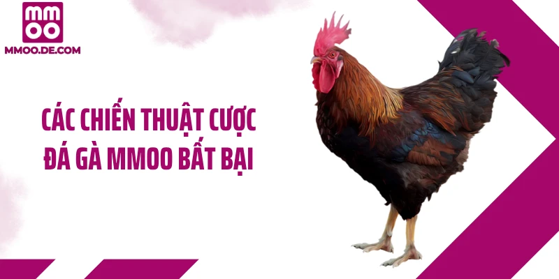 Các chiến thuật cược đá gà MMOO bất bại