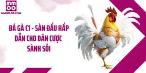 Đá Gà C1 - Sàn Đấu Hấp Dẫn Cho Dân Cược Sành Sỏi