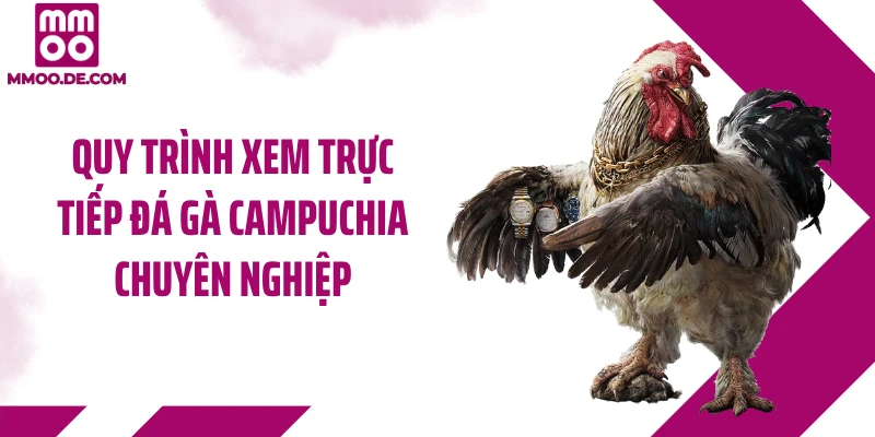 Trực Tiếp Đá Gà Campuchia Cùng MMOO - Sới Đấu Chân Thực