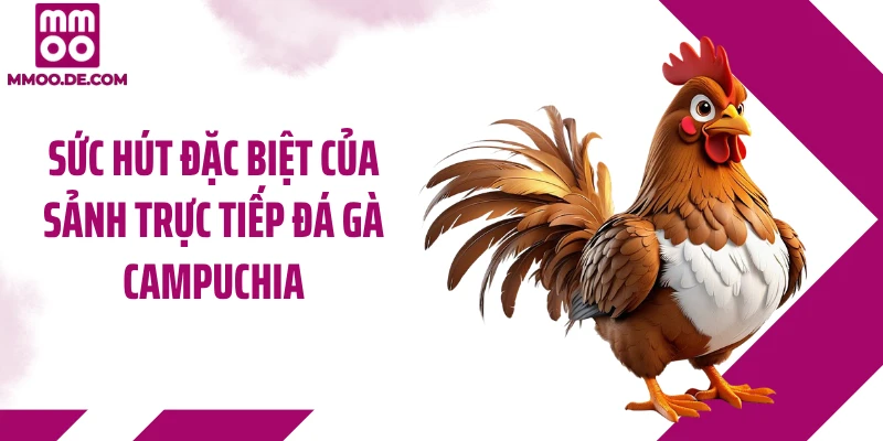 Sức hút đặc biệt của sảnh trực tiếp đá gà Campuchia